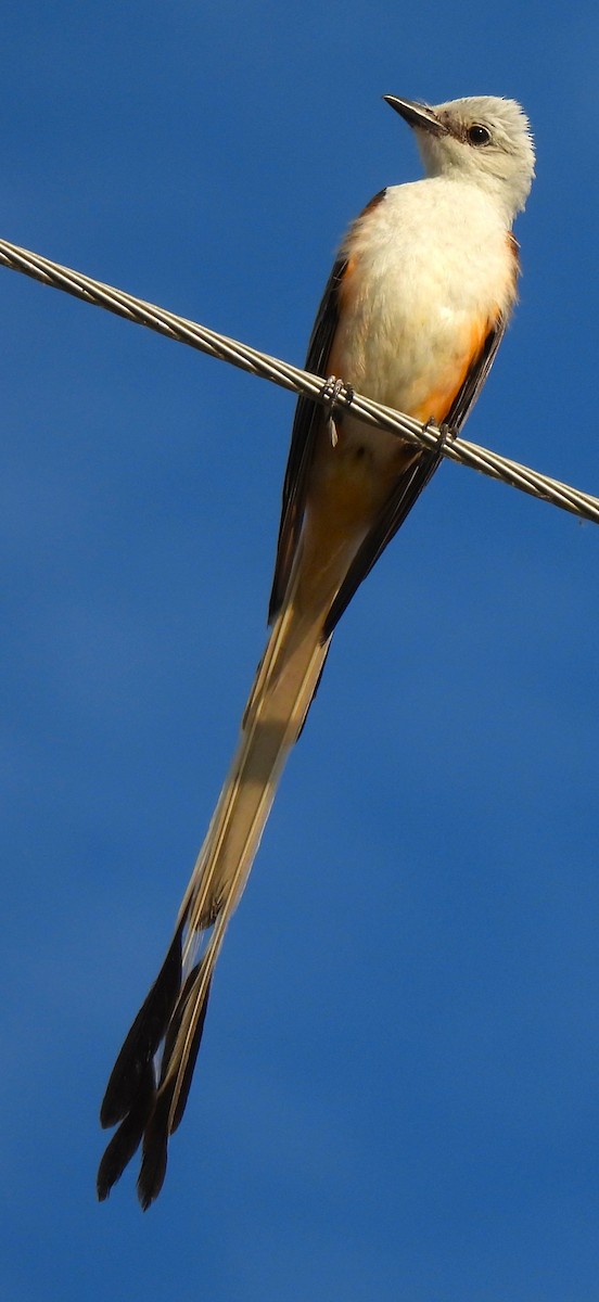 Scissor-tailed Flycatcher - ML620687709