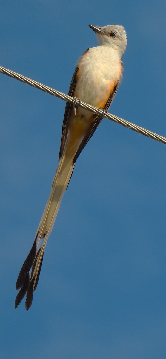 Scissor-tailed Flycatcher - ML620687710