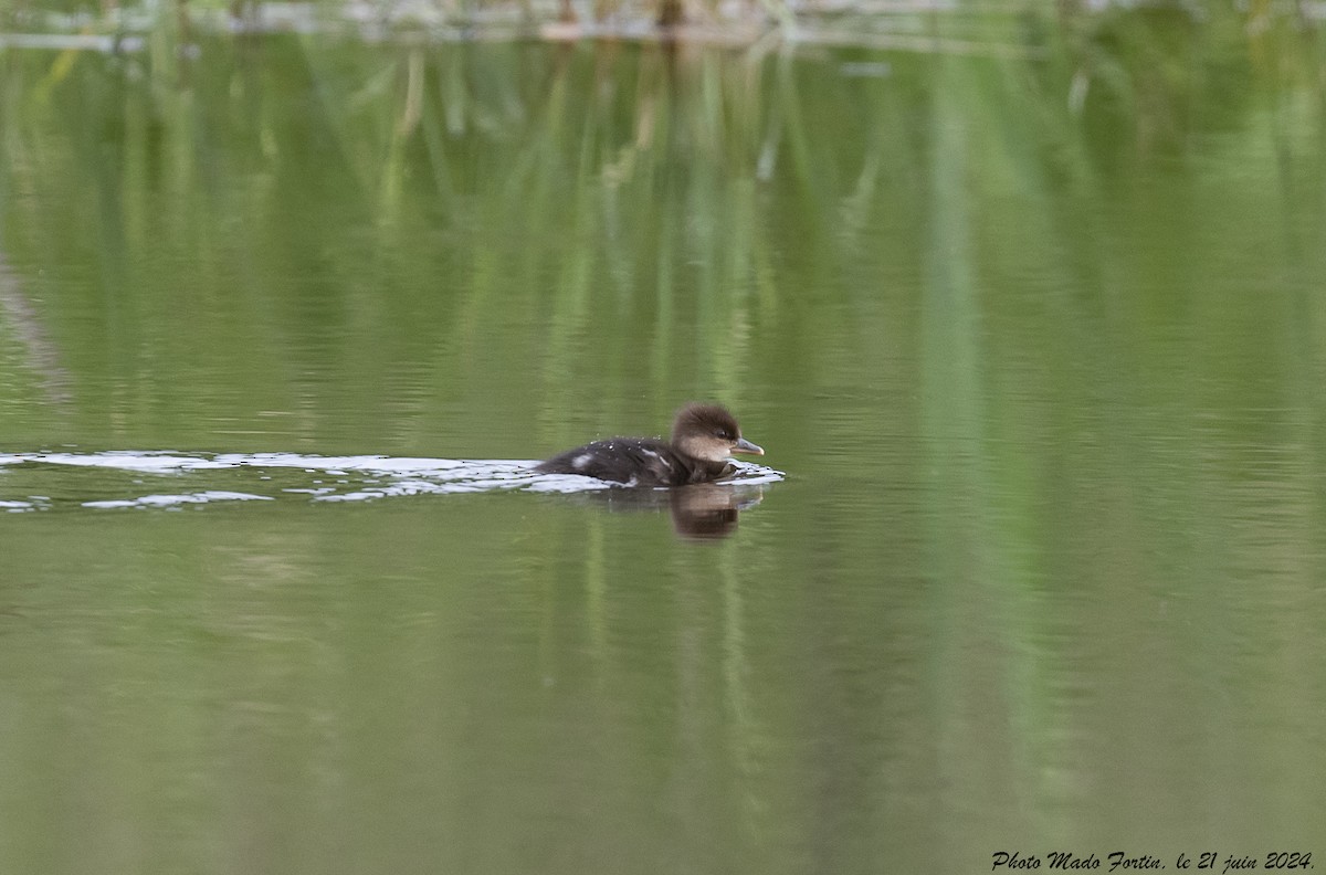 Hooded Merganser - ML620687714