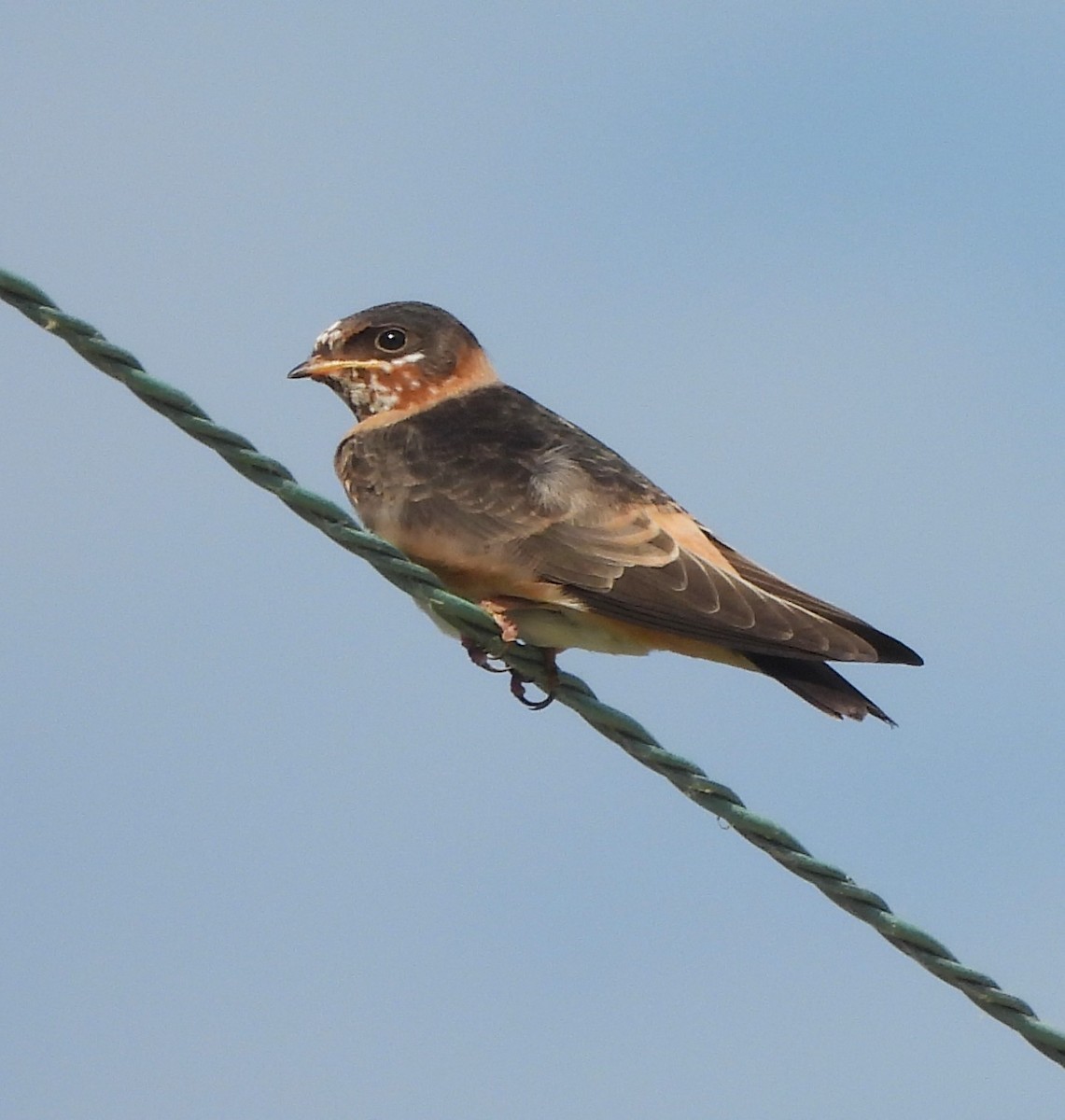 Cliff Swallow - ML620687715