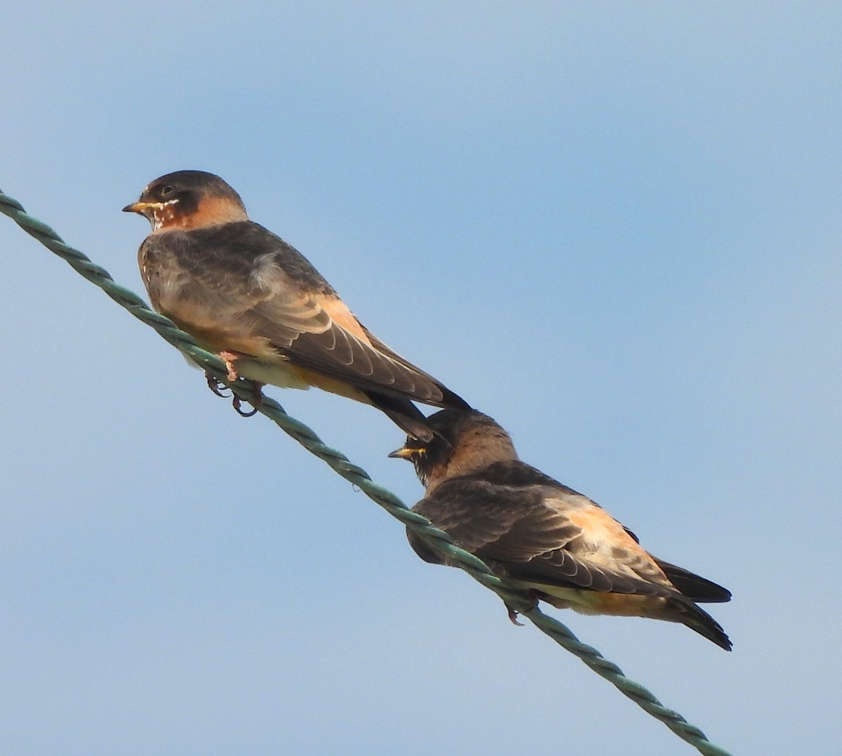 Cliff Swallow - ML620687716