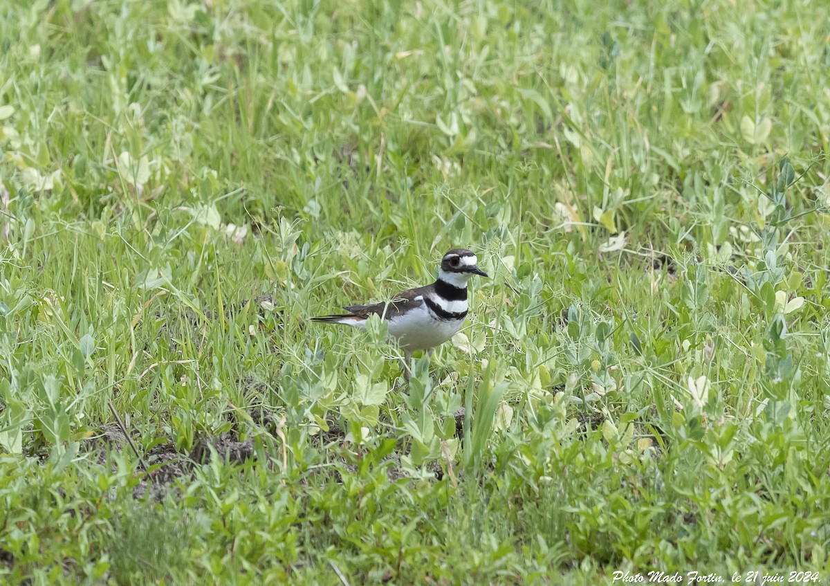 Killdeer - ML620687722