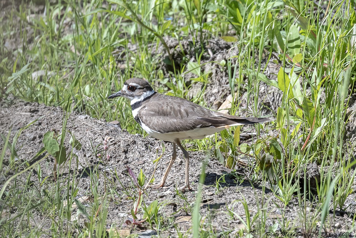 Killdeer - ML620687723