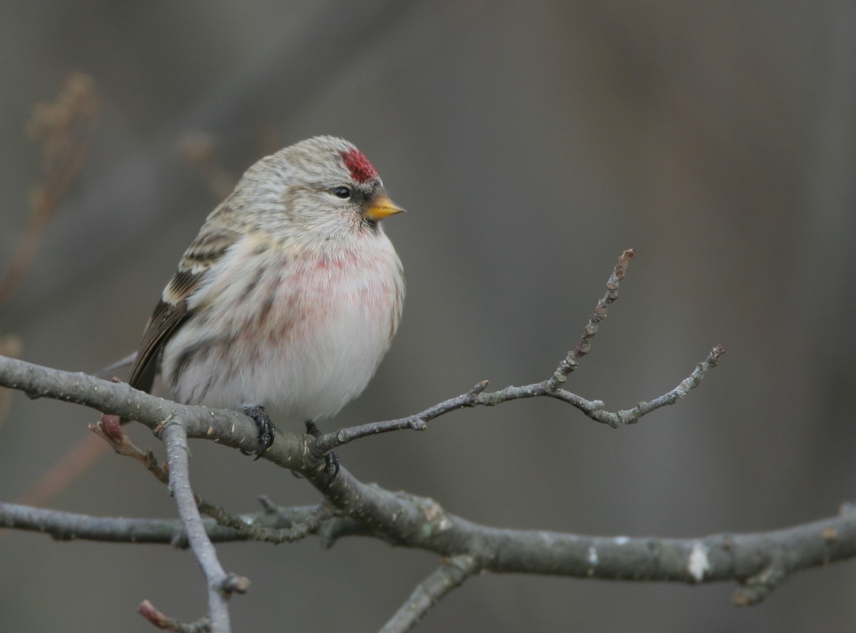 Common Redpoll - ML620687725