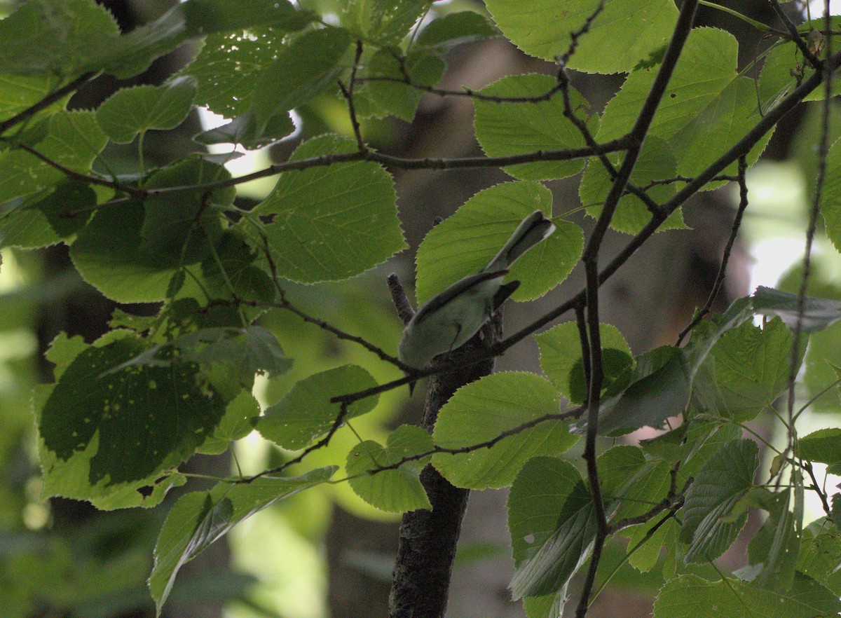 Red-eyed Vireo - ML620687726