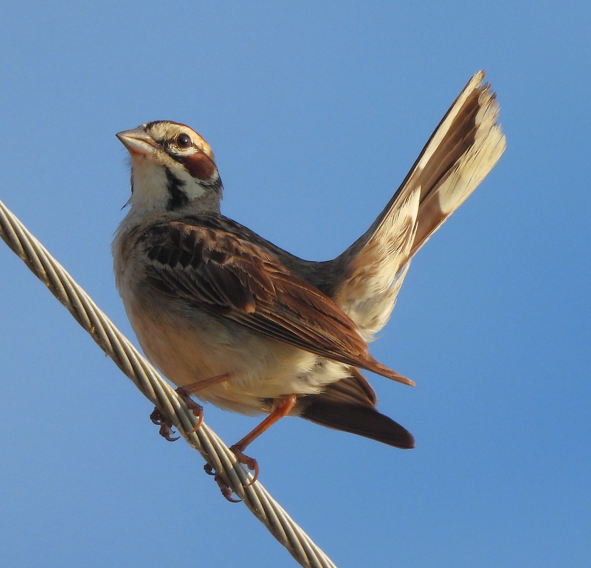 Lark Sparrow - Paul McKenzie