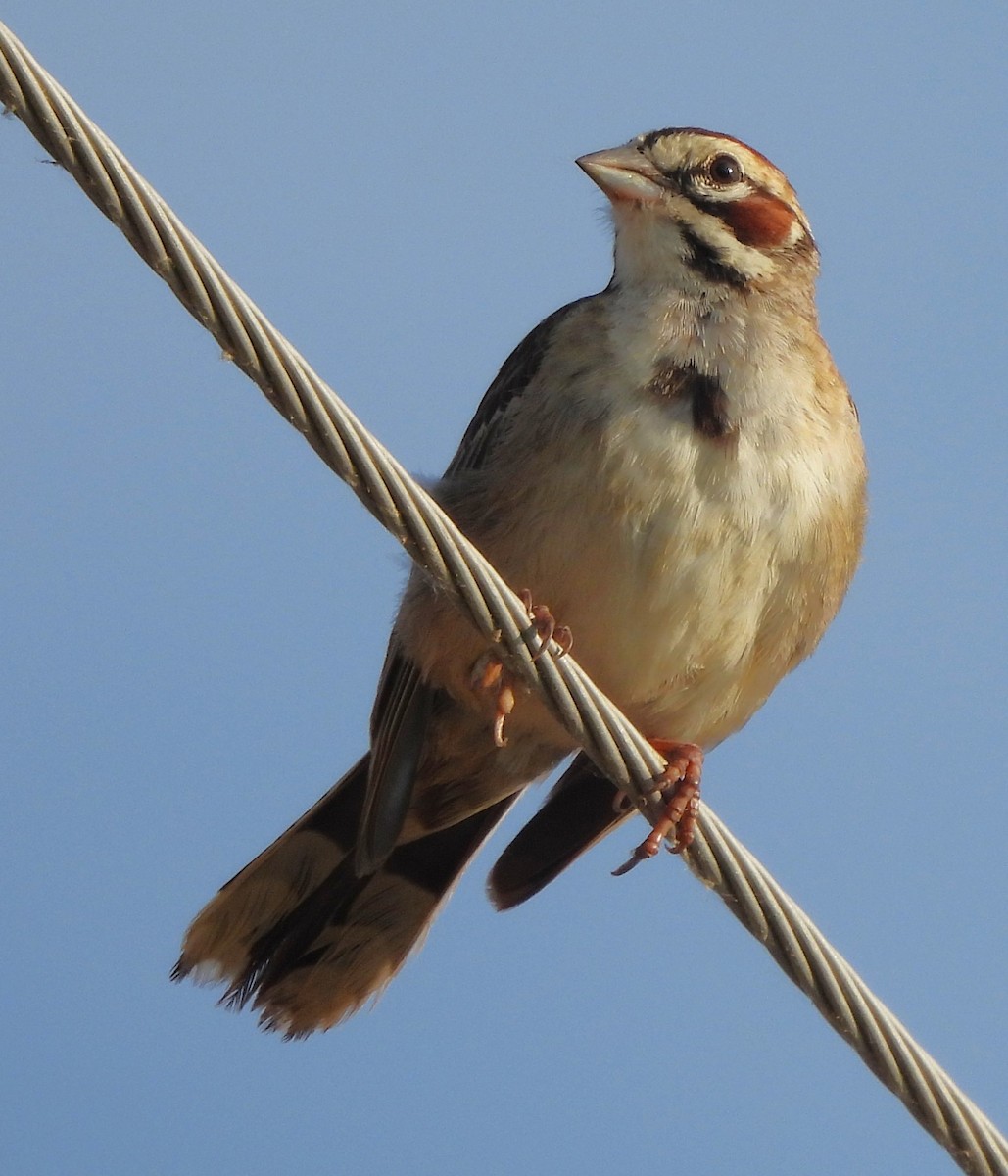 Lark Sparrow - ML620687728