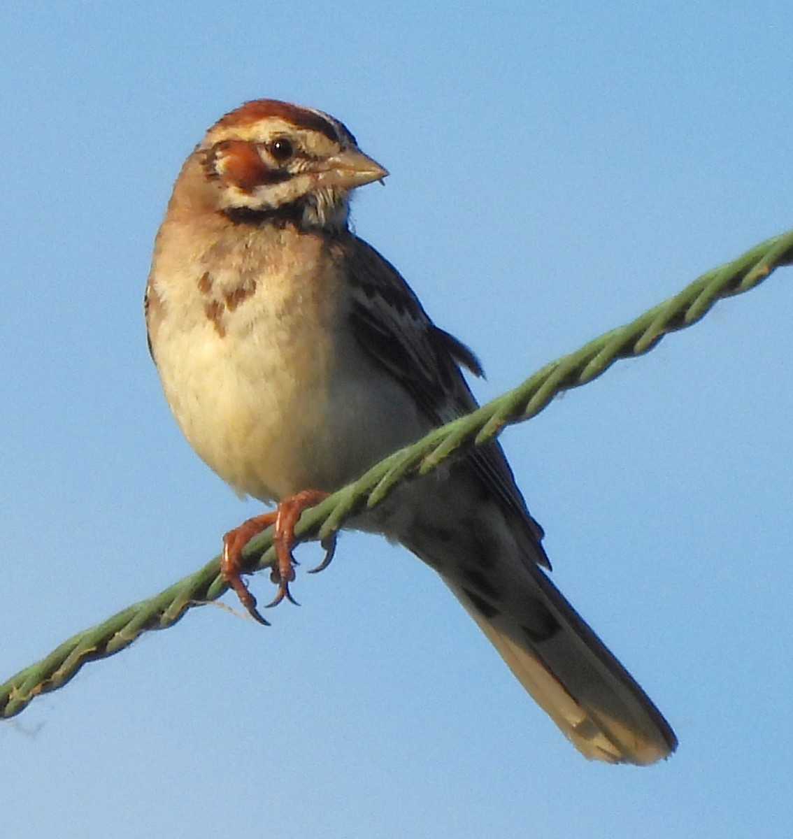 Lark Sparrow - ML620687729