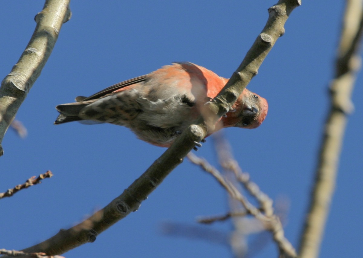 紅交嘴雀 - ML620687732