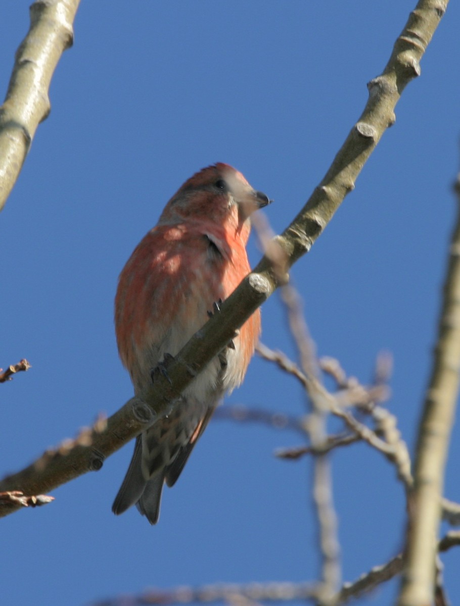 Red Crossbill - ML620687733