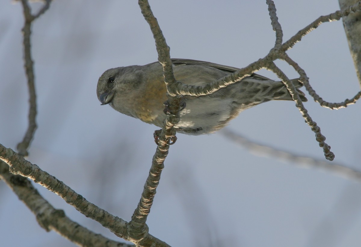 Bec-croisé des sapins - ML620687734