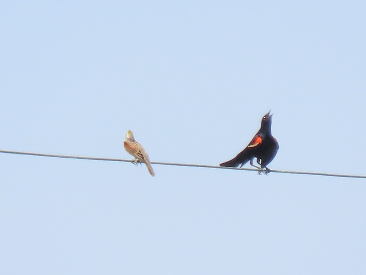 Red-winged Blackbird - ML620687735