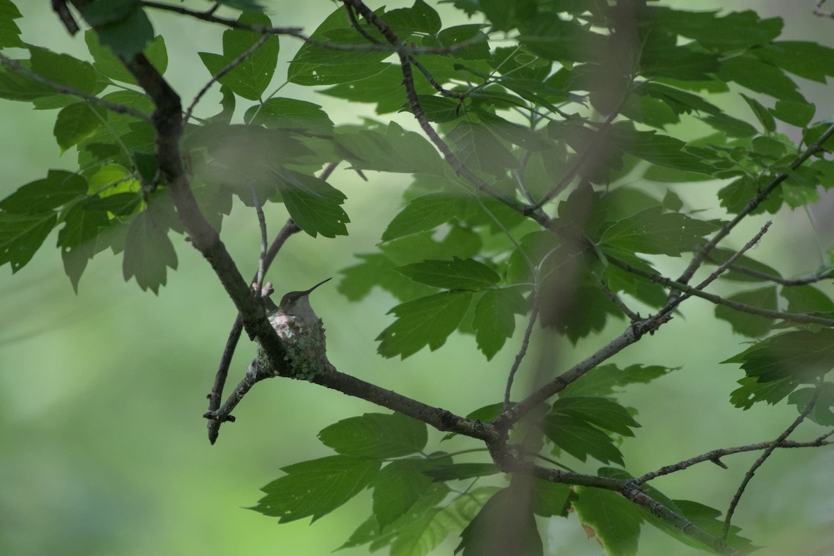 Ruby-throated Hummingbird - ML620687740