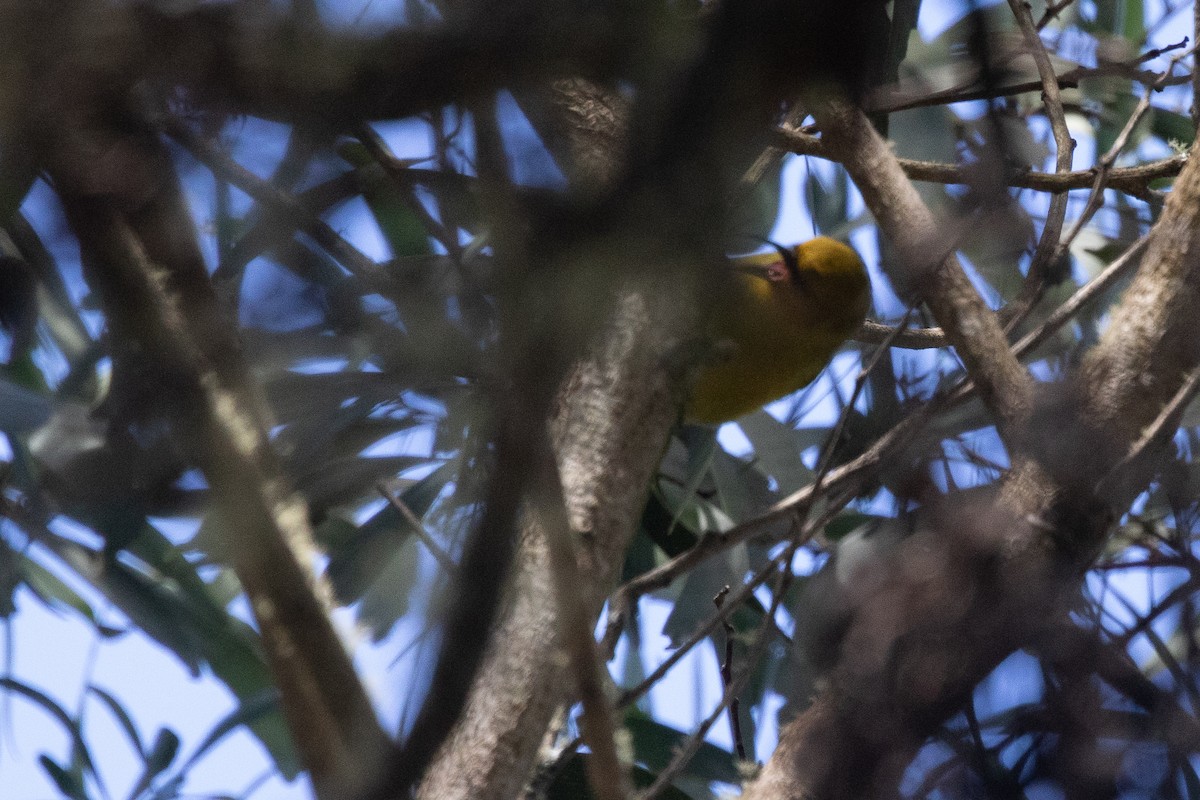 Hawaii-Sichelkleidervogel - ML620687741