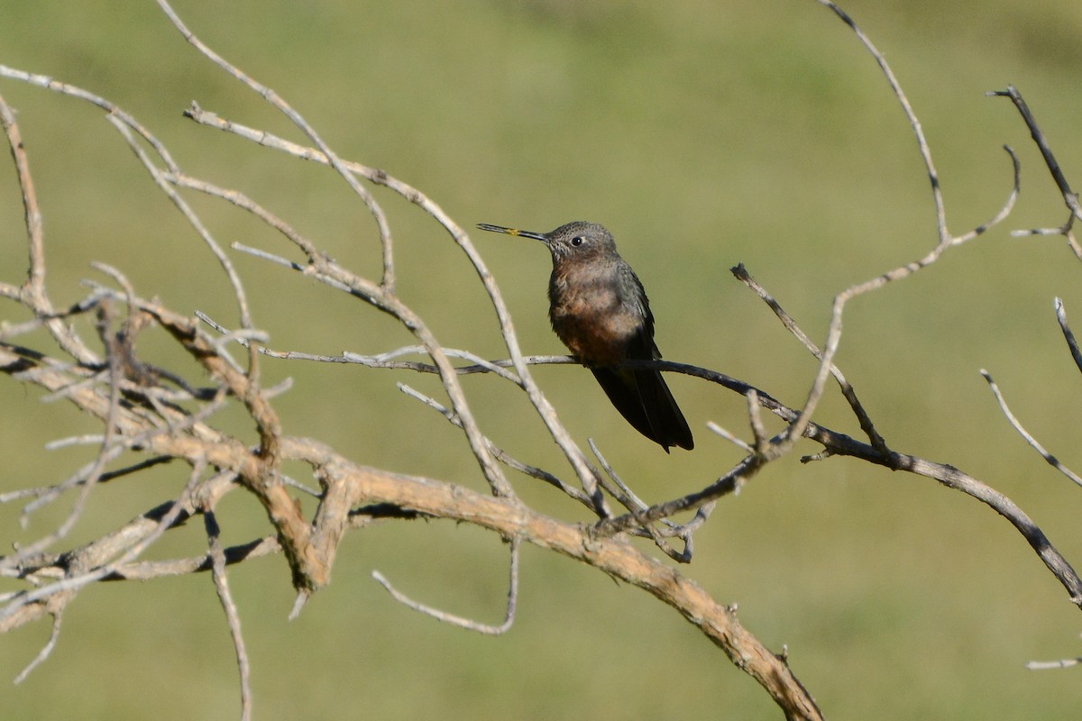 Colibri géant - ML620687742