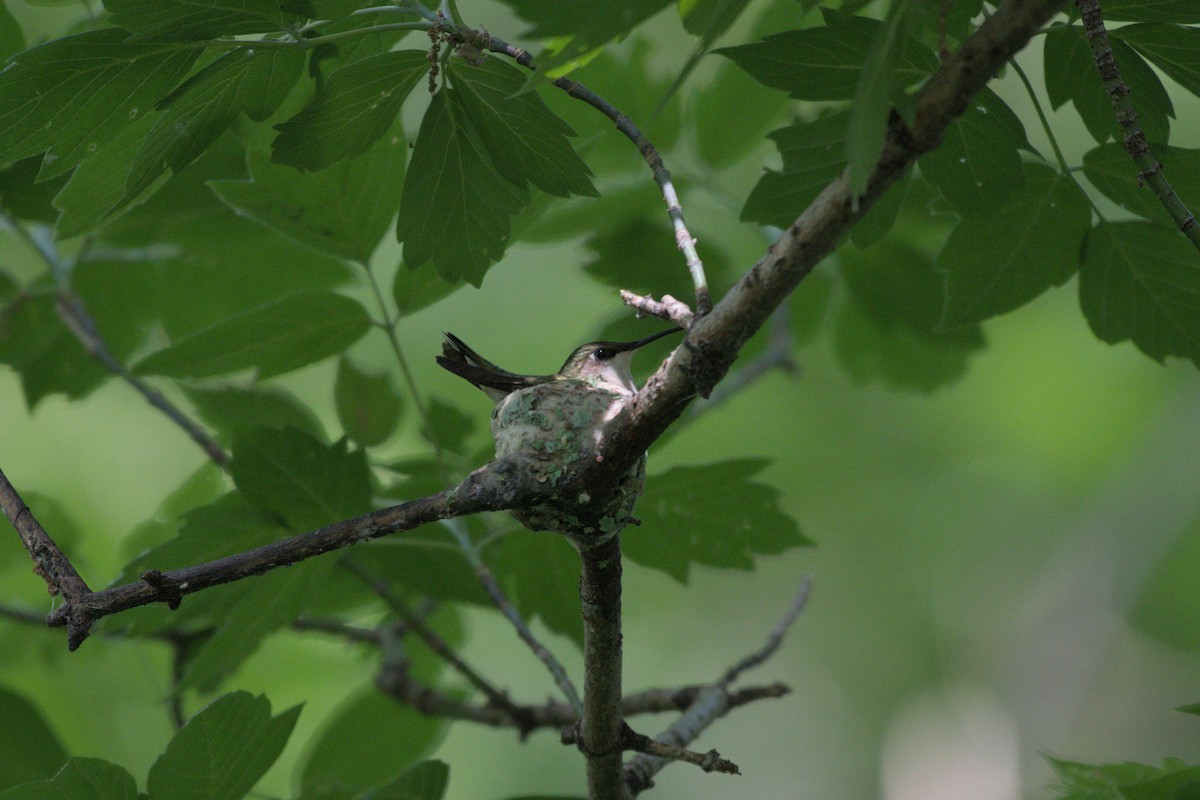 Ruby-throated Hummingbird - ML620687743