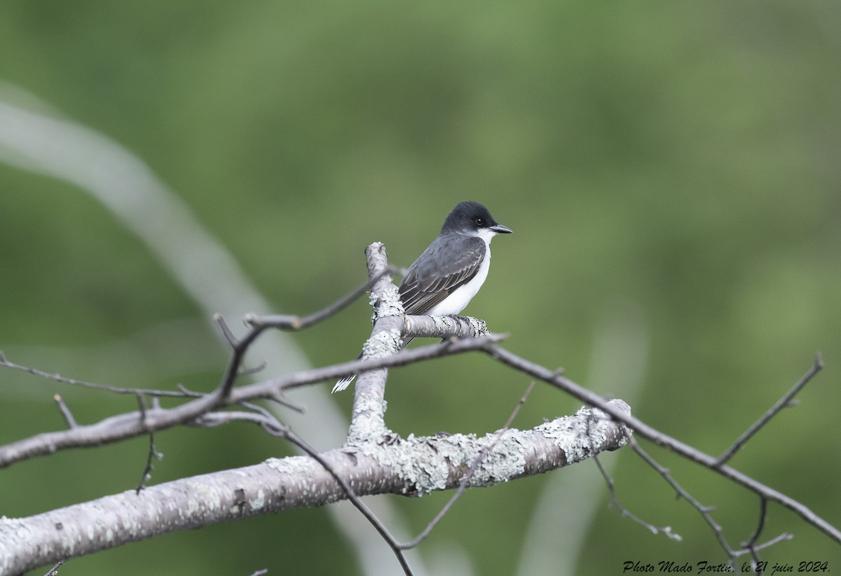 Eastern Kingbird - ML620687744