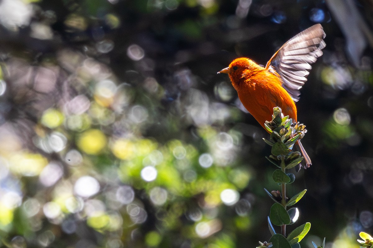 Hawaii-Akepakleidervogel - ML620687747