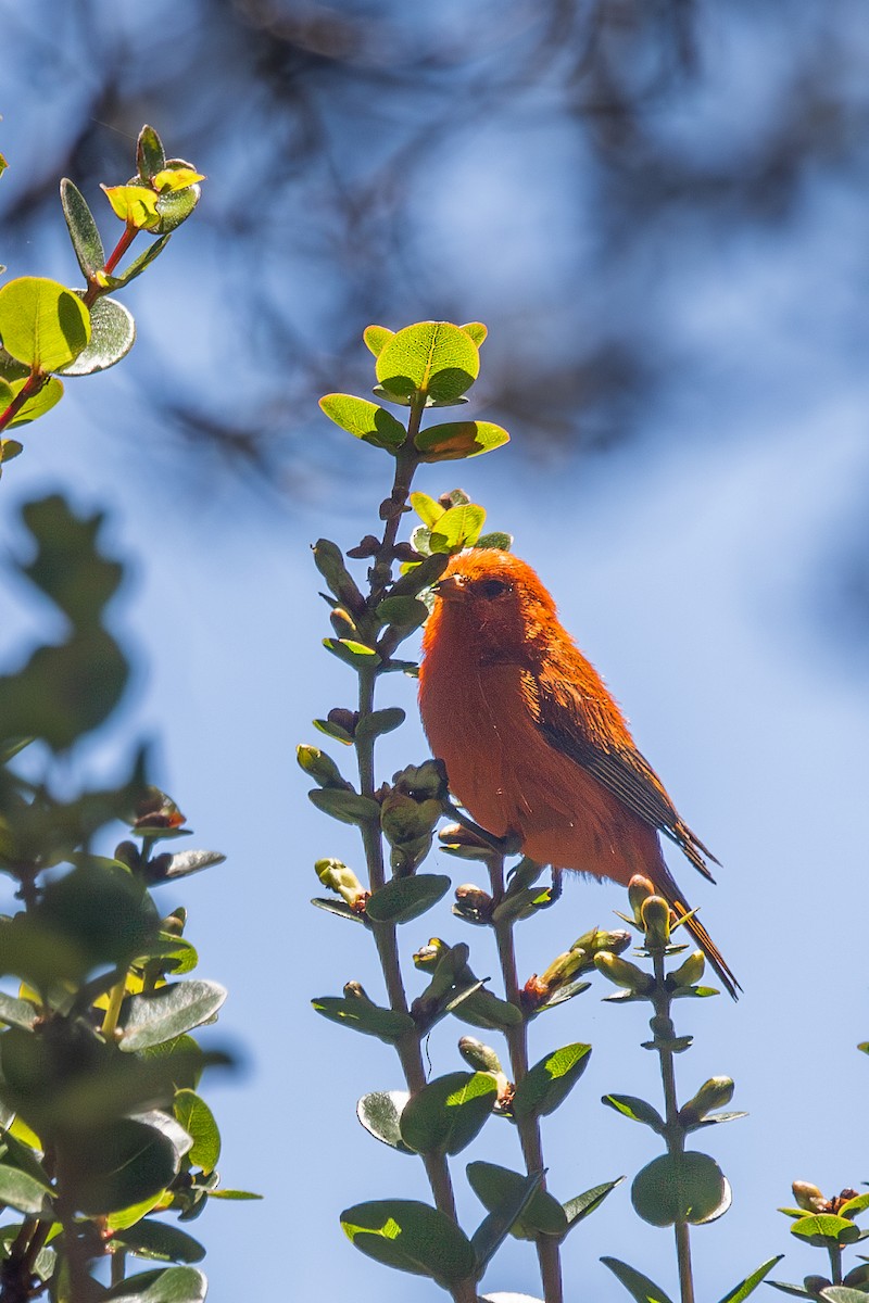 Hawaii-Akepakleidervogel - ML620687748