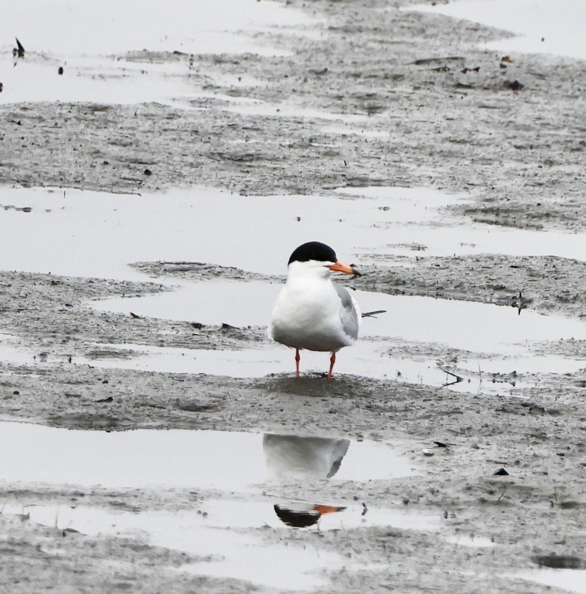 Forster's Tern - ML620687749