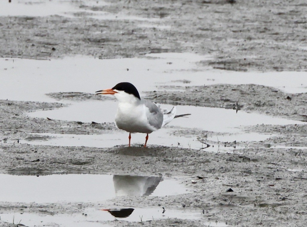 Forster's Tern - ML620687750