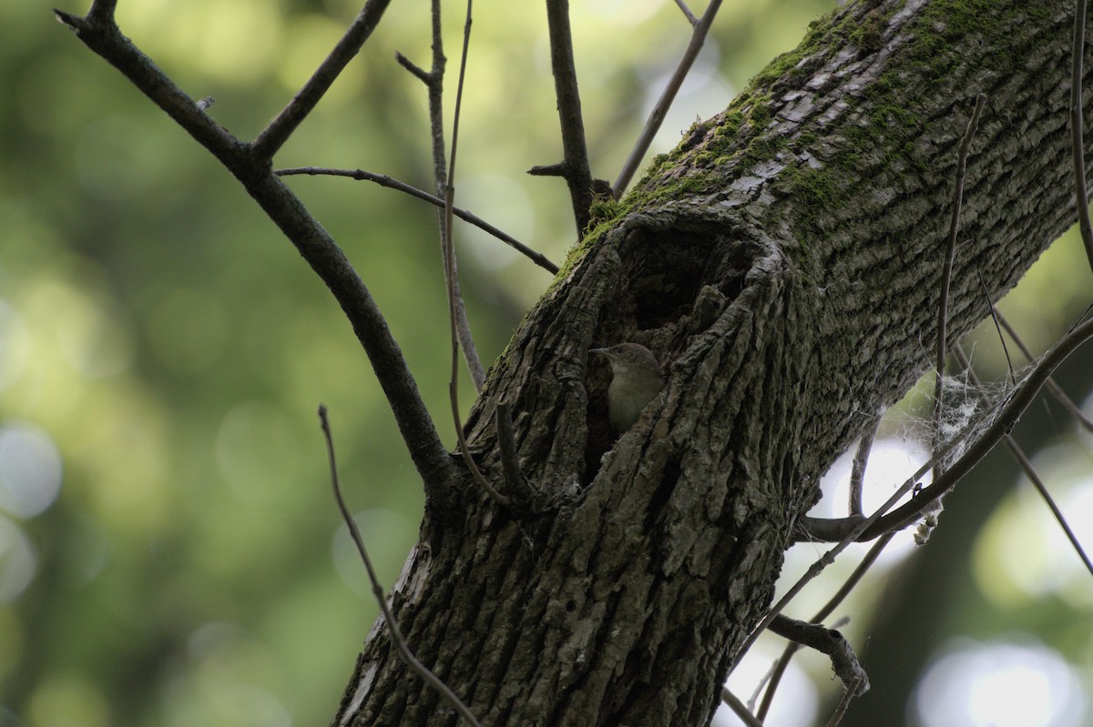 House Wren - Alexander Taylor