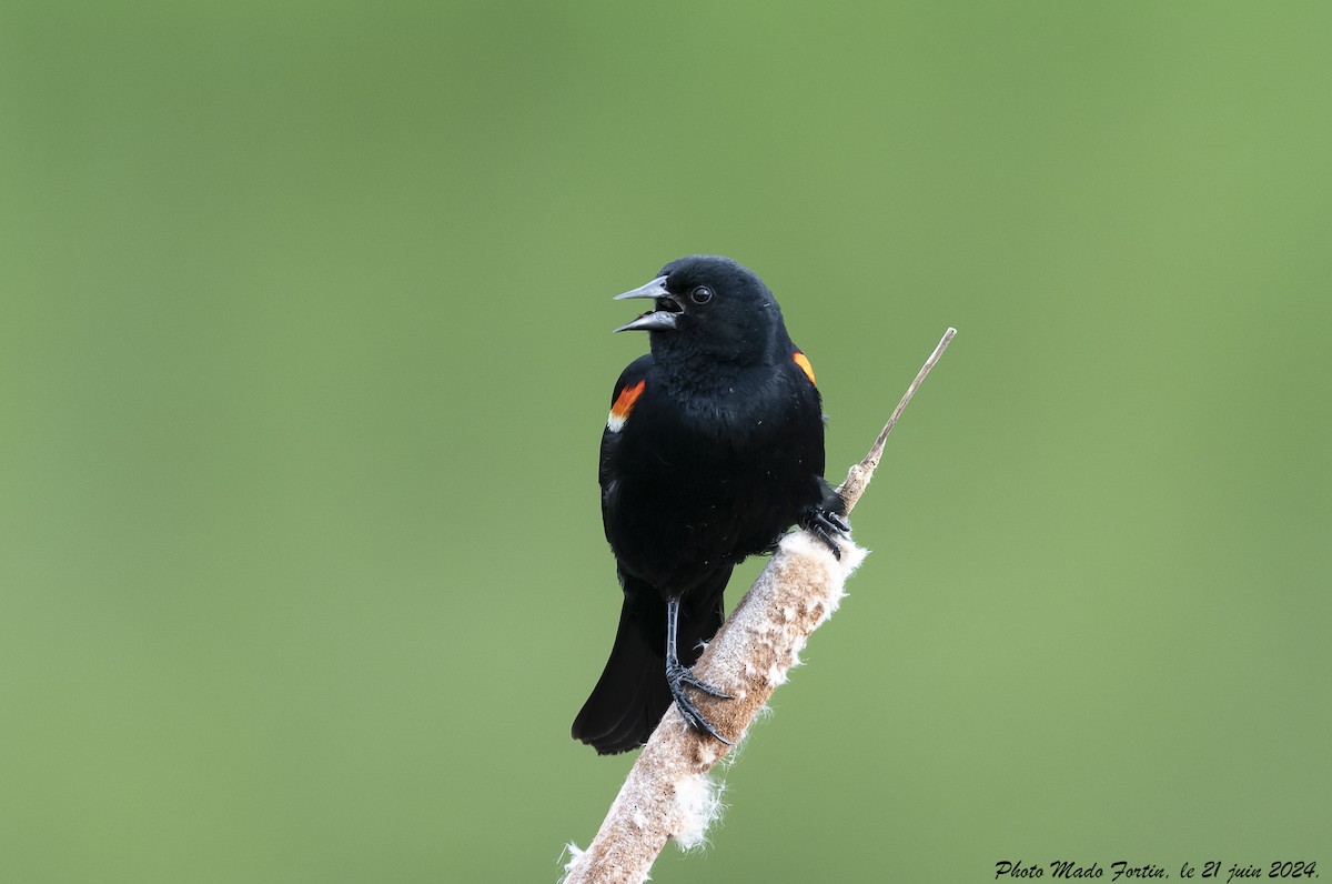 Red-winged Blackbird - ML620687753