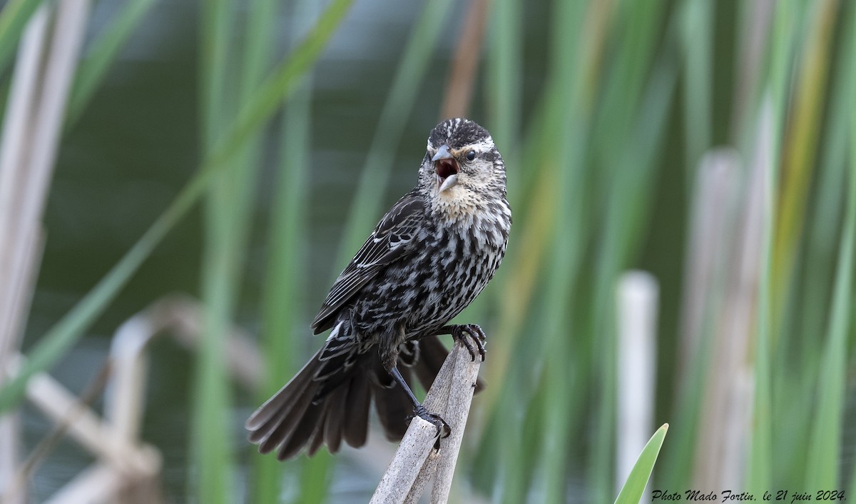 Red-winged Blackbird - ML620687754