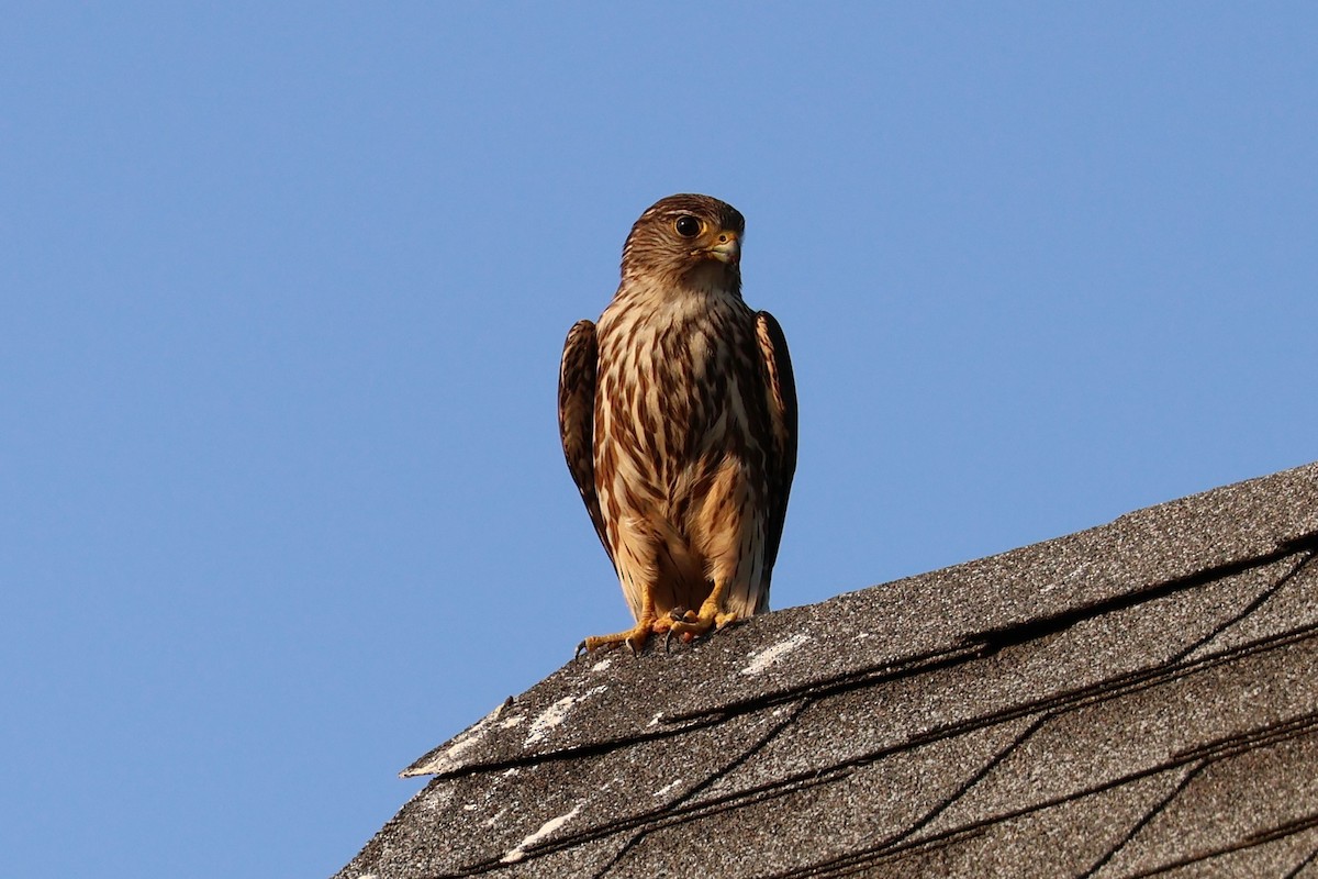 Merlin (columbarius) - ML620687759