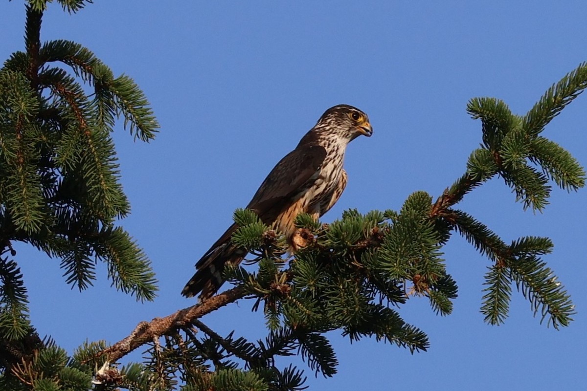 Merlin (columbarius) - ML620687760