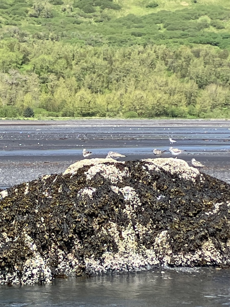 Surfbird - ML620687761