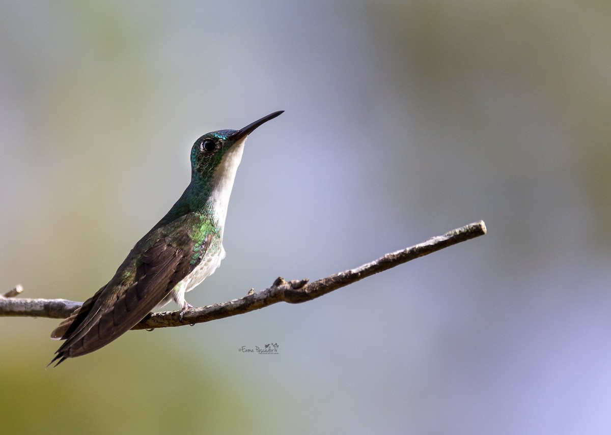 White-chested Emerald - Enma Pescador