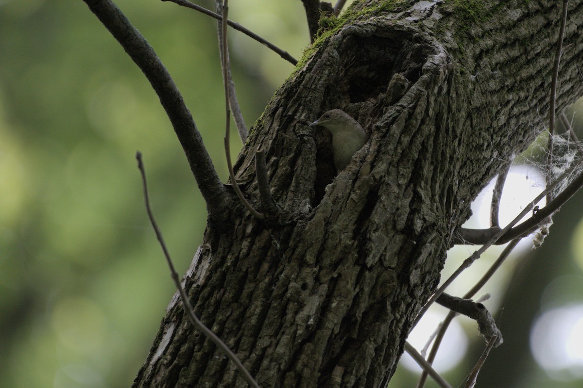 House Wren - ML620687765