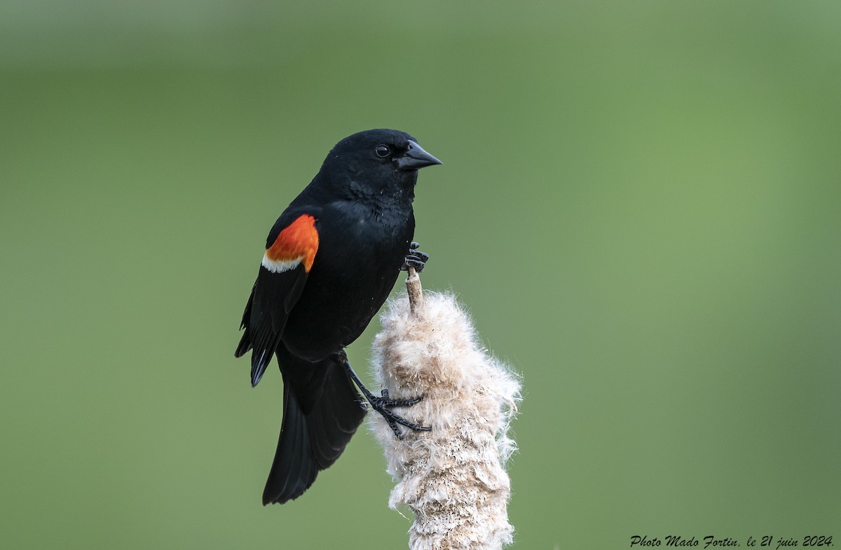 Red-winged Blackbird - ML620687766