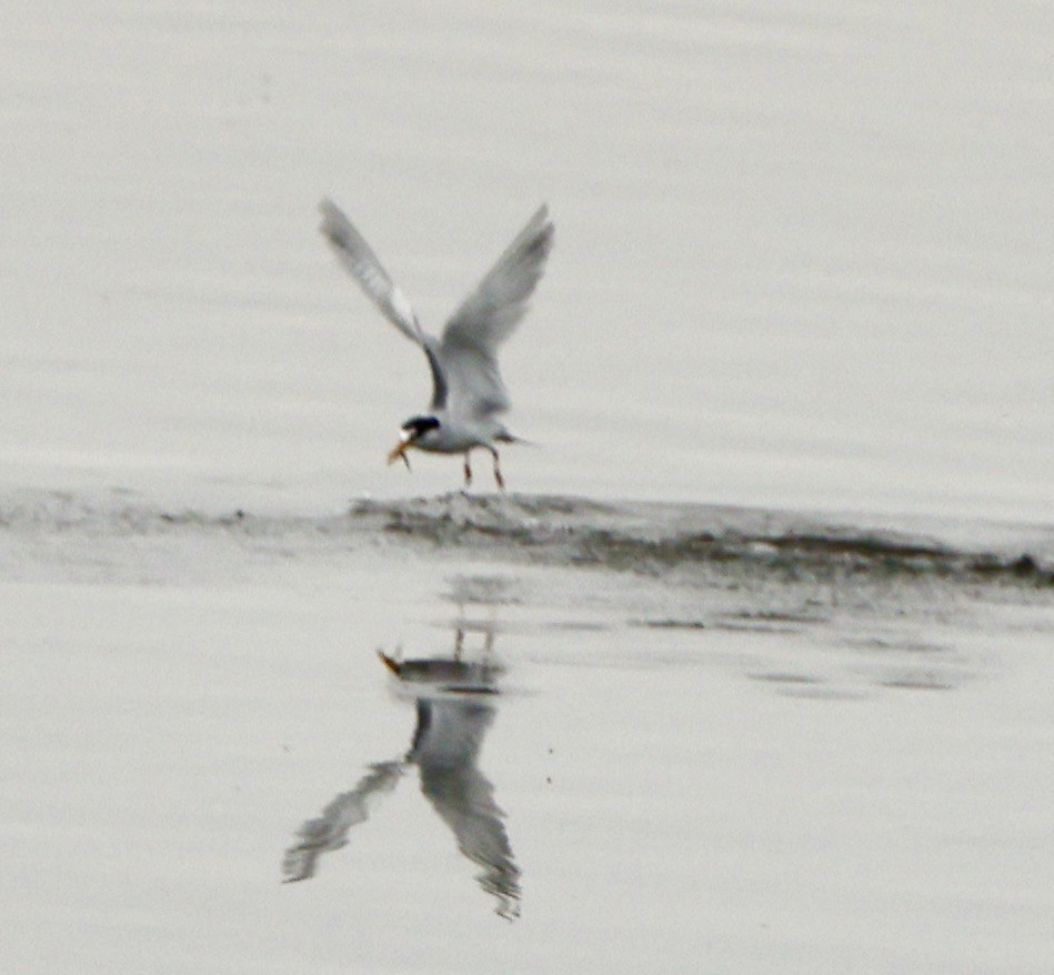 Least Tern - ML620687774