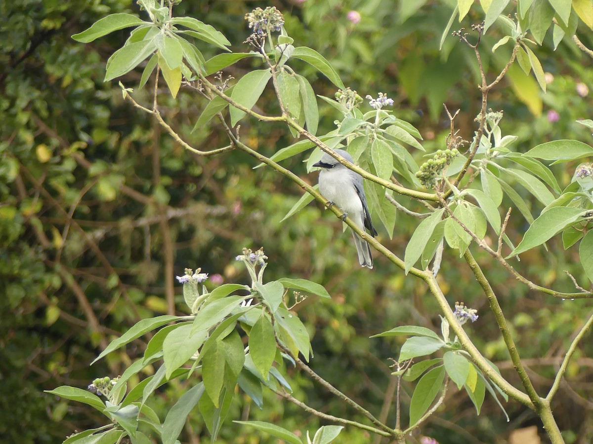 White-bellied Cuckooshrike - ML620687780