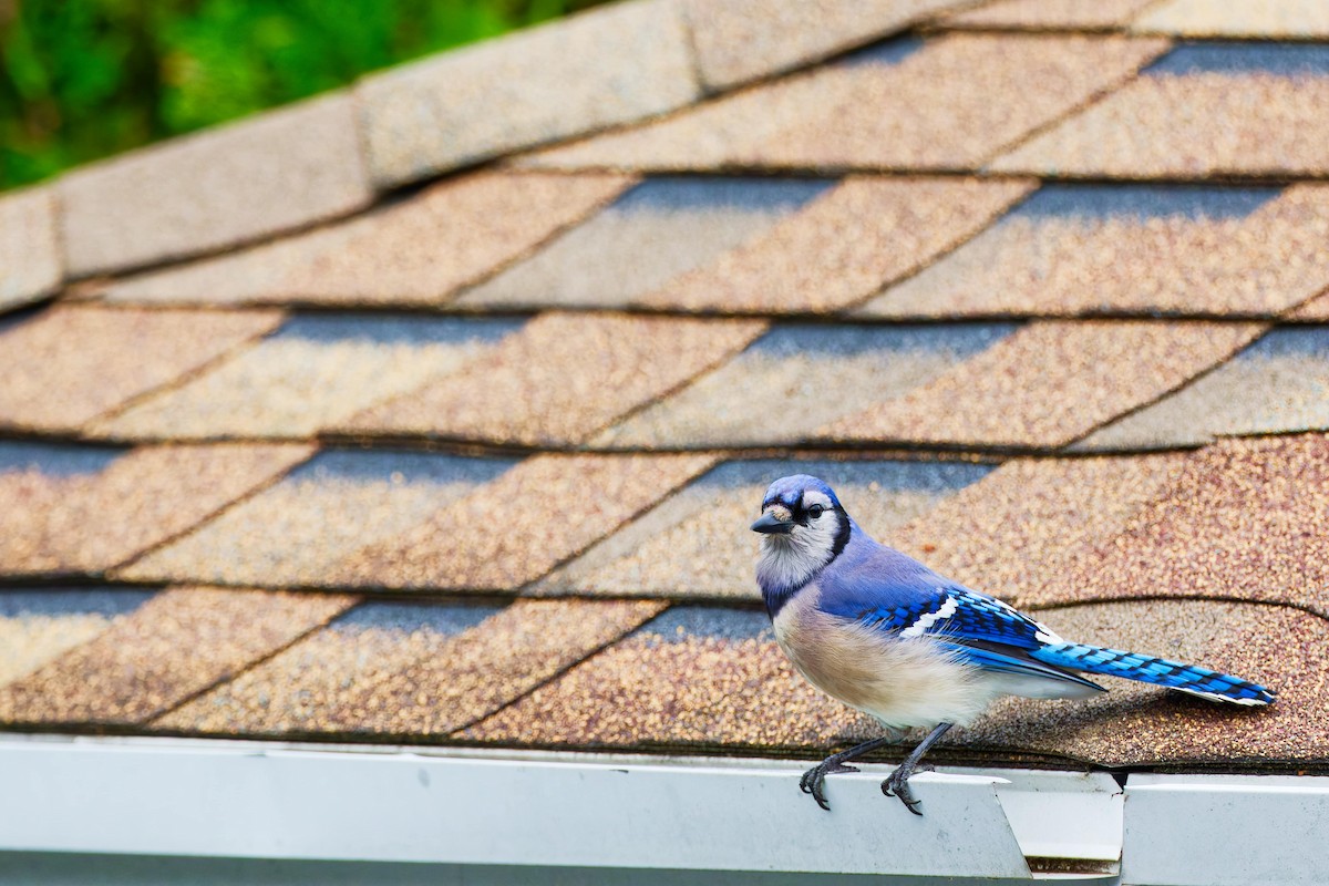 Blue Jay - ML620687782