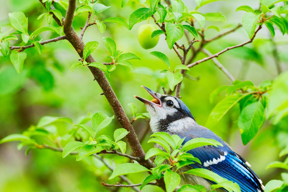 Blue Jay - ML620687783