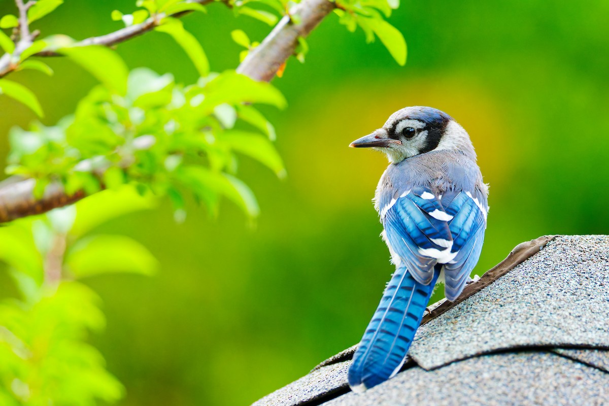 Blue Jay - ML620687784