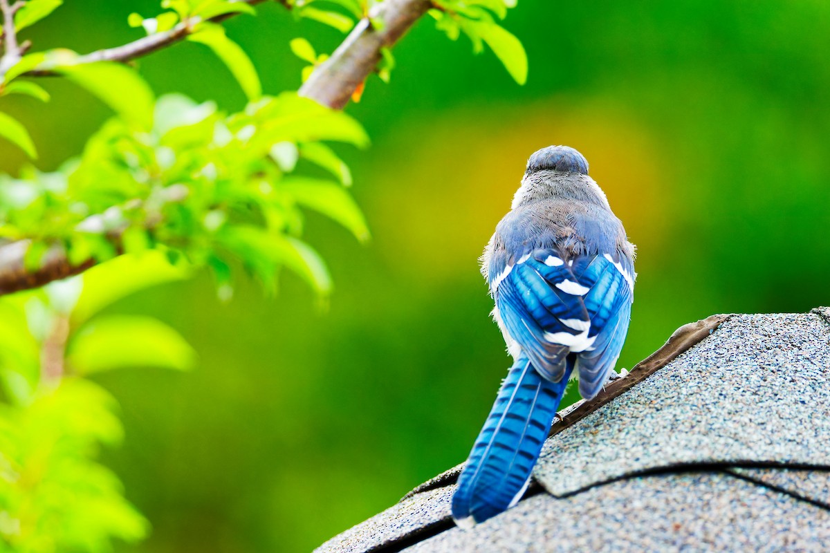 Blue Jay - ML620687785