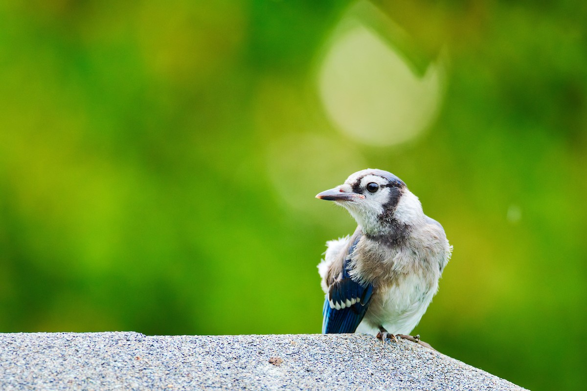 Blue Jay - ML620687786