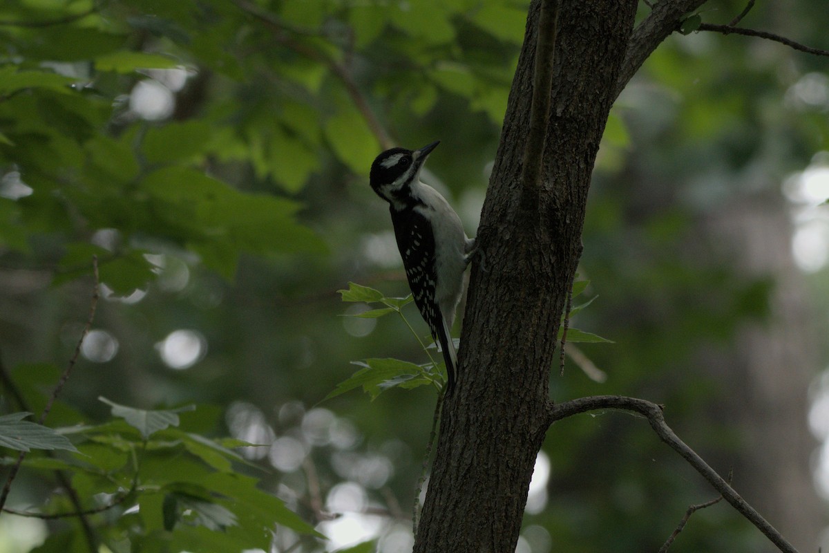 Hairy Woodpecker - ML620687788