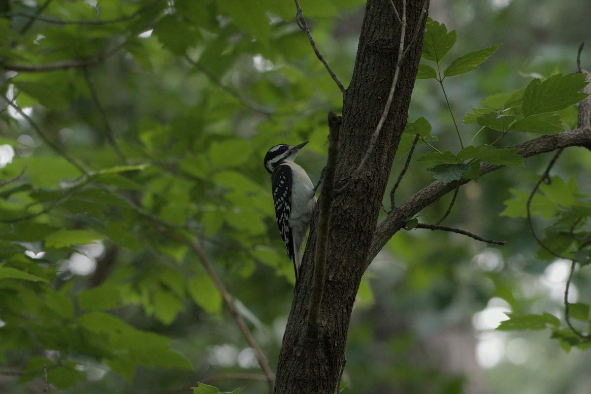 Hairy Woodpecker - Alexander Taylor