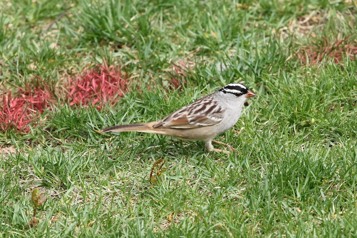 White-crowned Sparrow - ML620687799