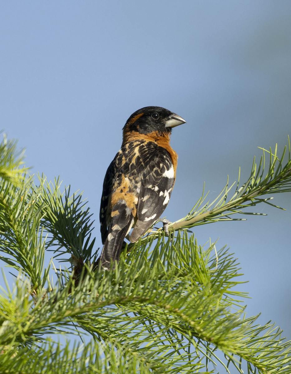 Black-headed Grosbeak - ML620687801