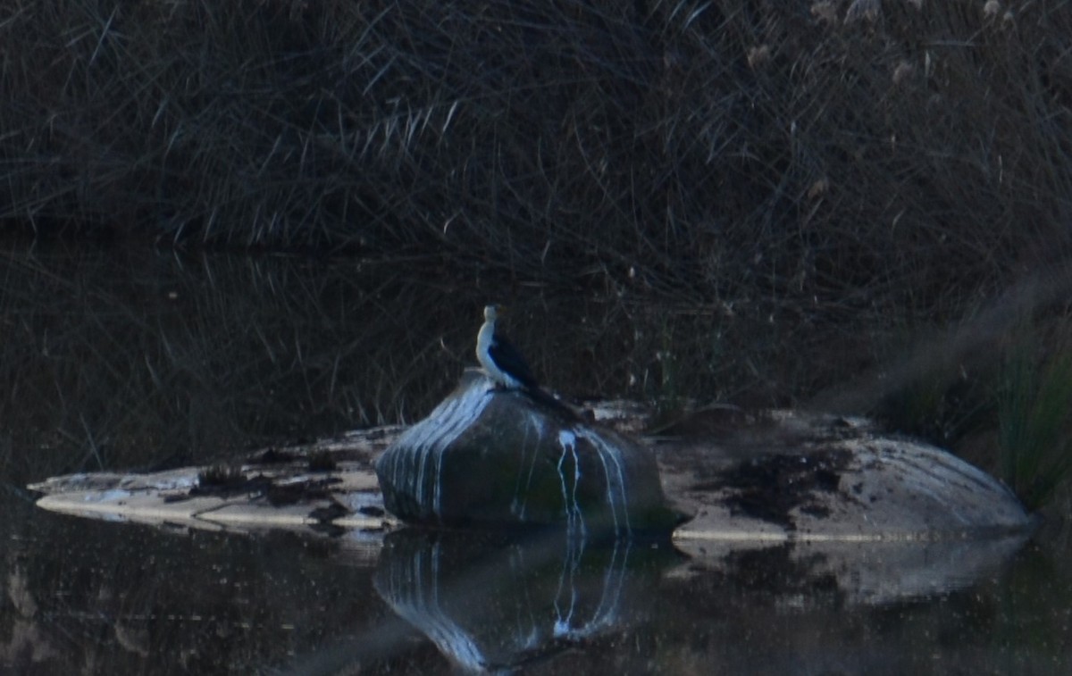 Little Pied Cormorant - ML620687802