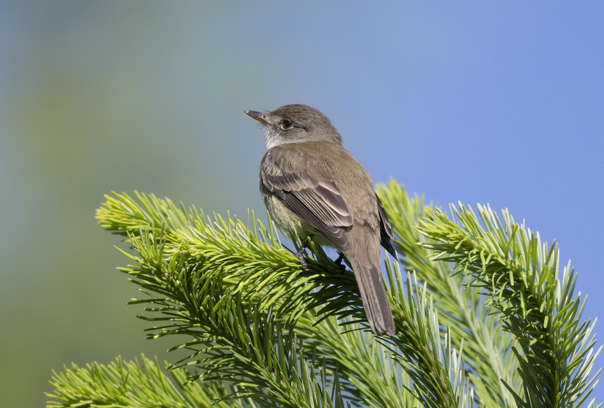 Willow Flycatcher - ML620687803