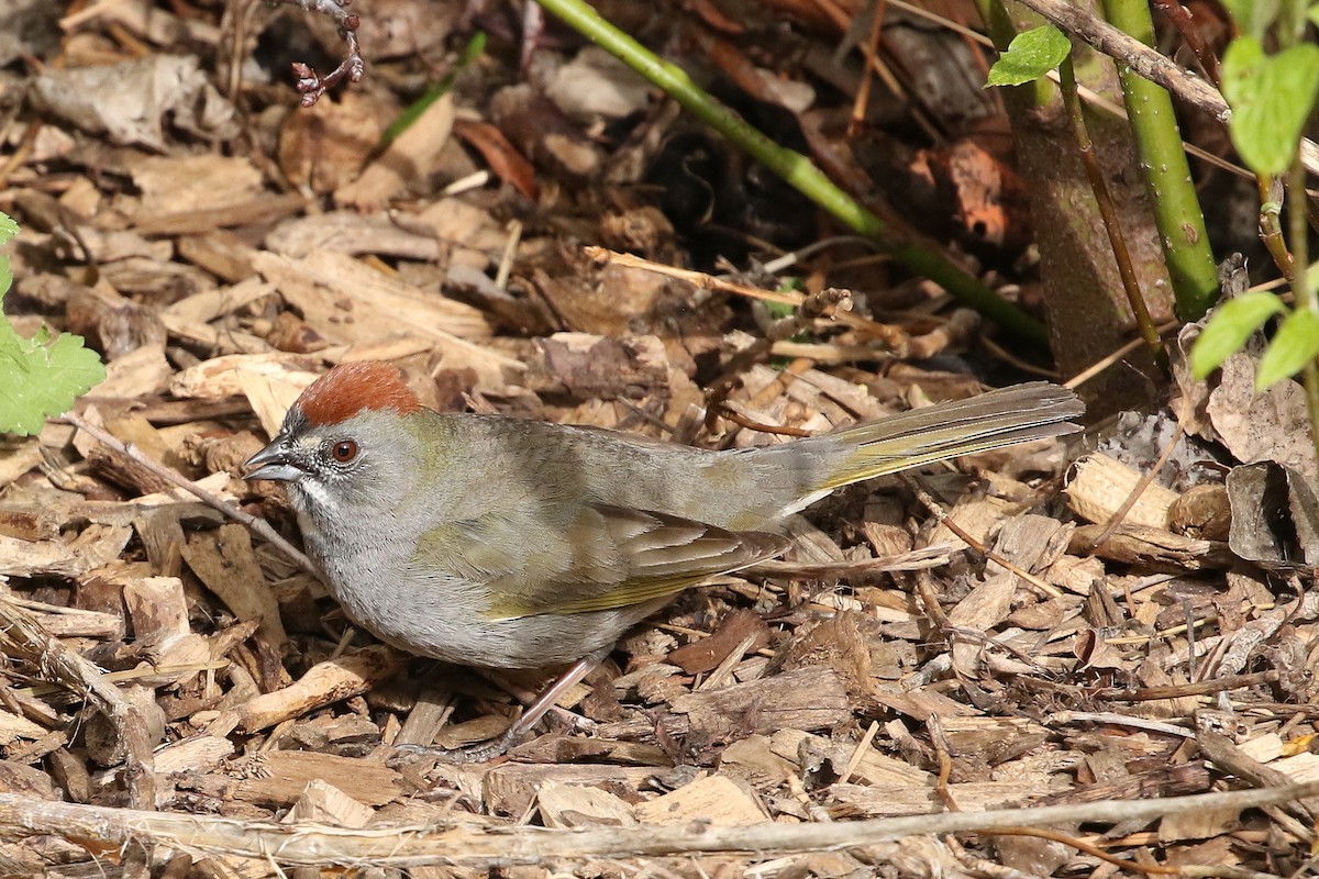 Green-tailed Towhee - ML620687805