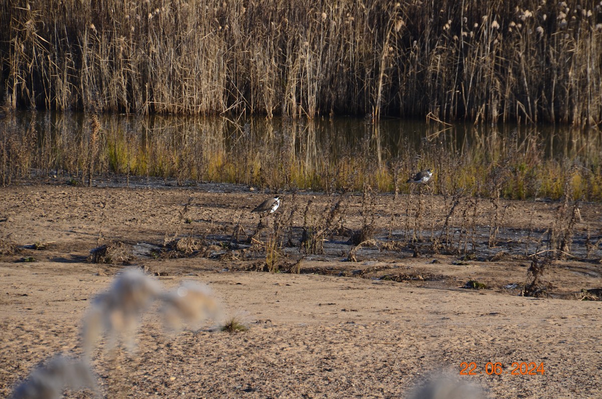 Masked Lapwing - ML620687806