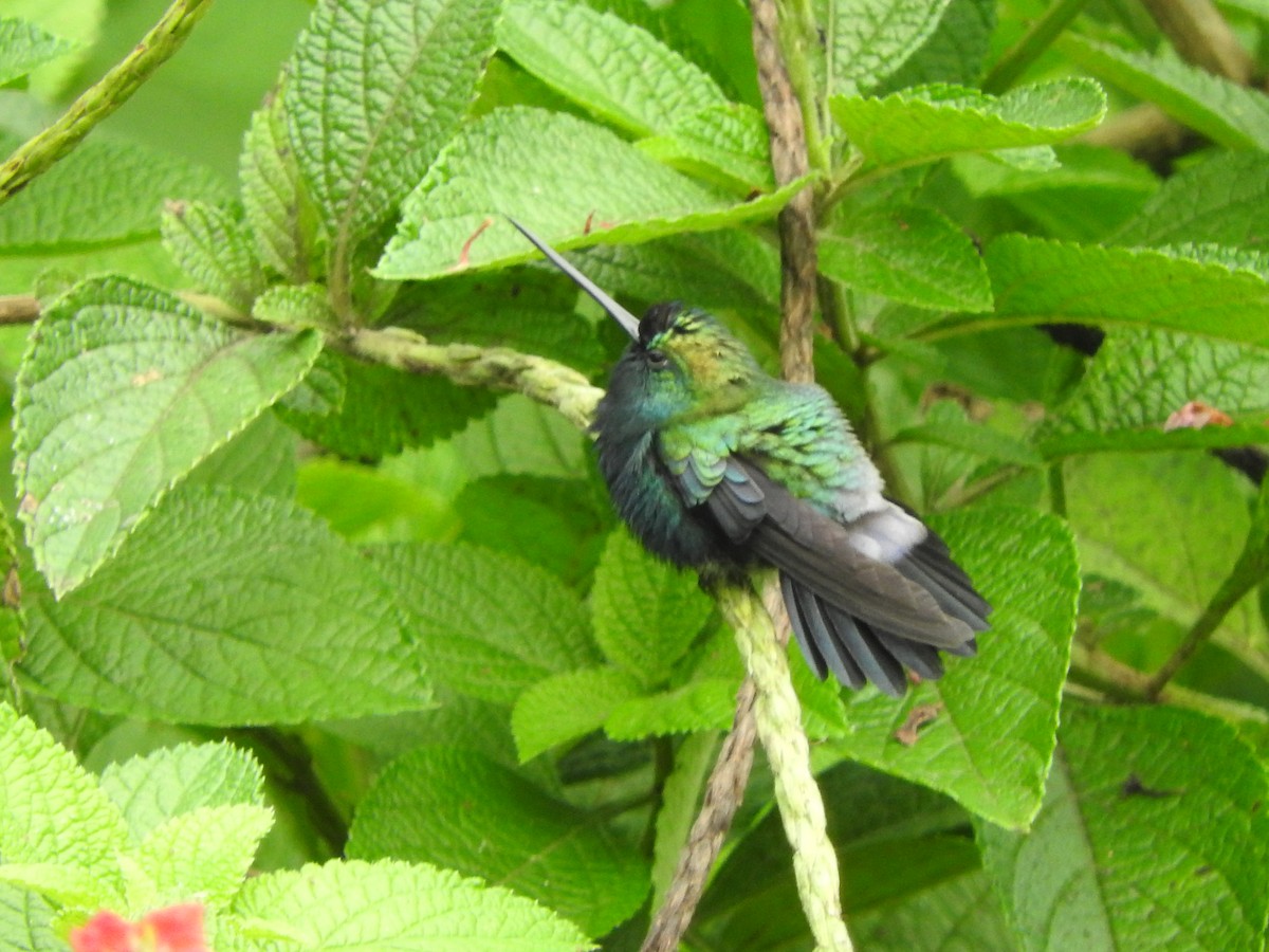 Blue-fronted Lancebill - Agustin Carrasco